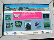 Shore Birds